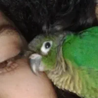 گرینچیک|پرنده|قم, نیروگاه|دیوار