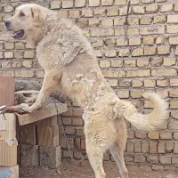 واگذاری سگ نگهبان