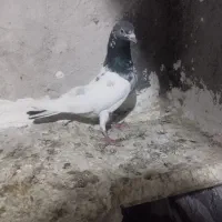 4 عدد کفتر