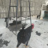 خروس ۸ ماهه