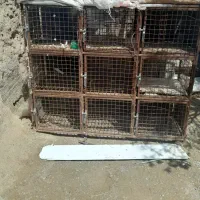 جفت کن کبوتر‌ویک‌عددسگ گله ای دم‌فرفر باب‌گله‌دار