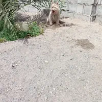 سگ پاکوتاه