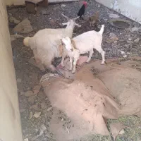 گوسفند فروشی کره مربا یک کره ماده آبستن هست 2ماه