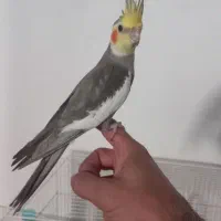 ۳ عدد عروس هلندی با قفس ۲۵۰۰