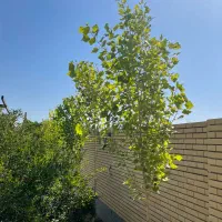 باغ-انار-تفت