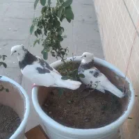 یک جفت کبوتر به همراه دو عدد جوجه کبوتر