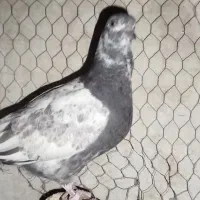 چند عدد کبوتر