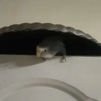 طوطی کوتوله برزیلی