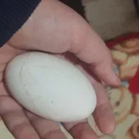 مرغ تخم ابی اراکانا، خروس اراکانا، مرغ دورگه لاری