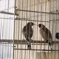 جفت سهره آماده