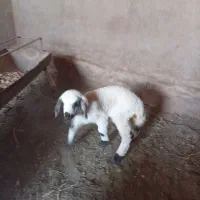 بره شیری