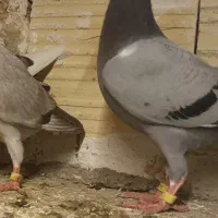 جوجه المانی ۲پره
