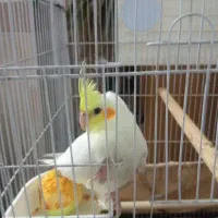 عروس هلندی ماده