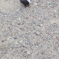 کبوتر خانگی