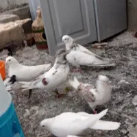 کبوتر|پرنده|خزل, |دیوار