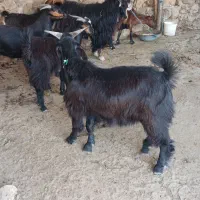 چپش نر۶ ماهه   ۲۵ ملیون مال داشتی و ساورین یک سال