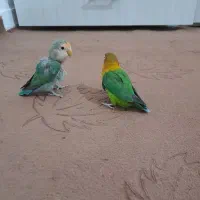 طوطی بریزیلی