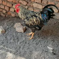 خروس جوان