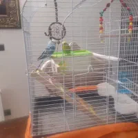 جفت مرغ عشق