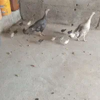 دو عدد بوقلمون و ۱۳تا جوجه