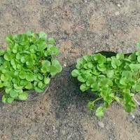 چمن دایکوندرا چمن افریقای