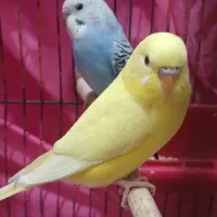 مرغ عشق