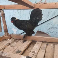 مرغ وخروس