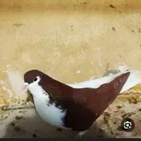 ساده و چند تا کفتر دیگه گم شده