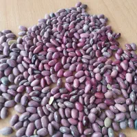 حبوبات کود سفید2900|عمده‌فروشی|الیگودرز, |دیوار