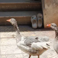 فروش یه جفت غاز نر و ماده