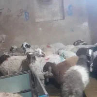 گوسفند زنده شیان شمال شرق تهران باقصاب ارسال