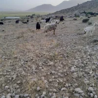 قوچ فروشی