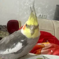 عروس هلندی نر‌ و‌ ماده