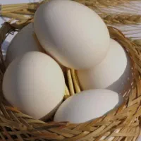 تخم مرغ محلی