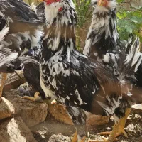 مرغ گلین درجه ۱ خال سوزنی چهل تاج ریش