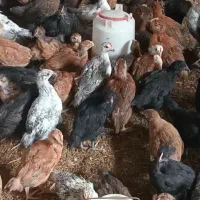 جوجه محلی همه رنگ