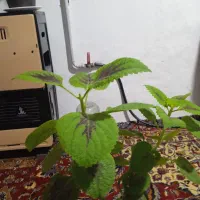 گل مخملی نو فقط 200هزارتومان