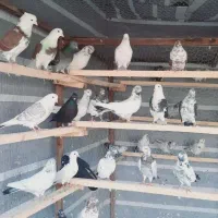 کبوتر شمرونی ساعت بالا