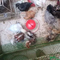 فروش ویژه برهما لایت