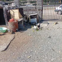 مرغ خروس گلین