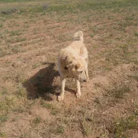 سلام سگ گله گوسفندی خوش گله