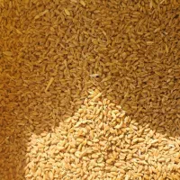 گندم|عمده‌فروشی|بهبهان, |دیوار