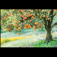 باغ آیشه ول
