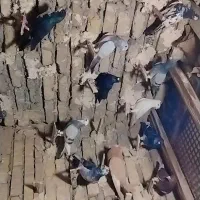دورگ