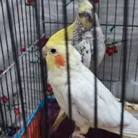 عروس مولد جفت هستن باقفس