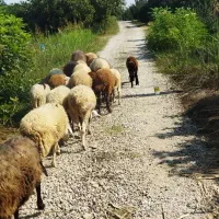 گوسفند ماده نر گله ی کامل