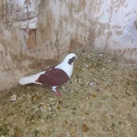 کبوتر ماده پشت سرخ