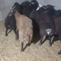 بره نر چاق پروارشده