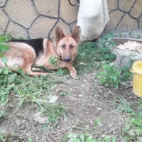 سگ ژرمن ورک ماده ۲ساله جهت کشش