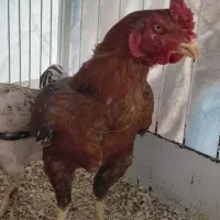واگذاری خروس لاری